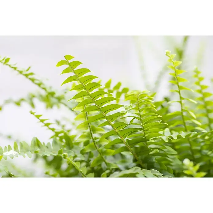Piardino SchwertfarnNephrolepis exaltata Green Lady, Topfgröße: 17 cm, Mittelgrün - Nahaufnahme eines üppigen, grünen Farns mit zarten Blättern, ideal für Innenräume und zur Verbesserung der Luftqualität.