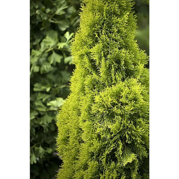 Piardino Lebensbaum - Thuja occidentalis 'Golden Smaragd', Topfgröße: 19 cm - Nahaufnahme eines Thuja Smaragd Baums mit leuchtend grünem Laub, vor einem unscharfen Hintergrund aus Ginkgo Blättern.