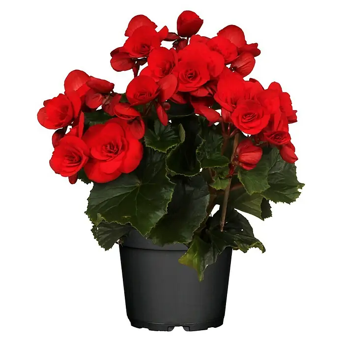 Piardino Begonie - Begonia elatior, Topfgröße: 14 cm, Rot - Eine rote Begonie in einem schwarzen Topf. Die Blüten sind dicht und leuchtend rot, die Blätter dunkelgrün und glänzend.