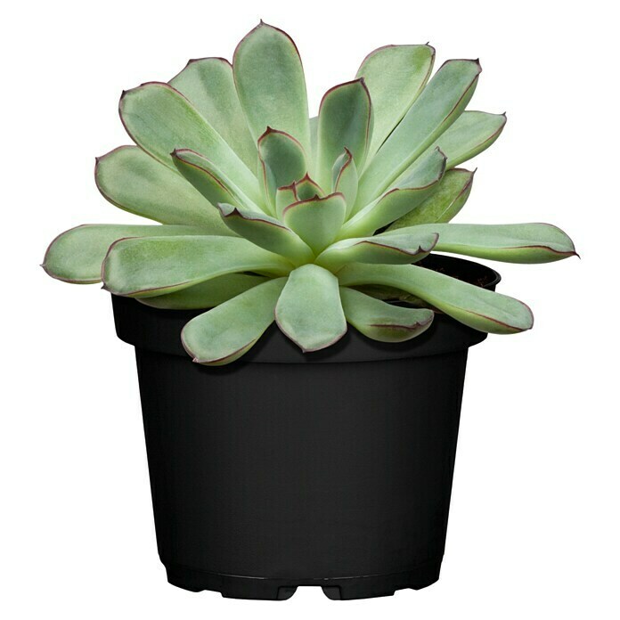 Piardino Echeverie (Echeveria pulidonis, Topfgröße: 12 cm, Grau/Grün)