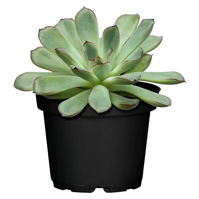 Piardino EcheverieEcheveria pulidonis, Topfgröße: 12 cm, Grün/Grau/Rot