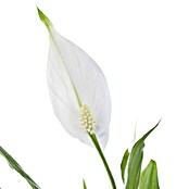 Piardino Blattfahne (Spathiphyllum floribundum , Topfgröße: 17 cm, Weiß)