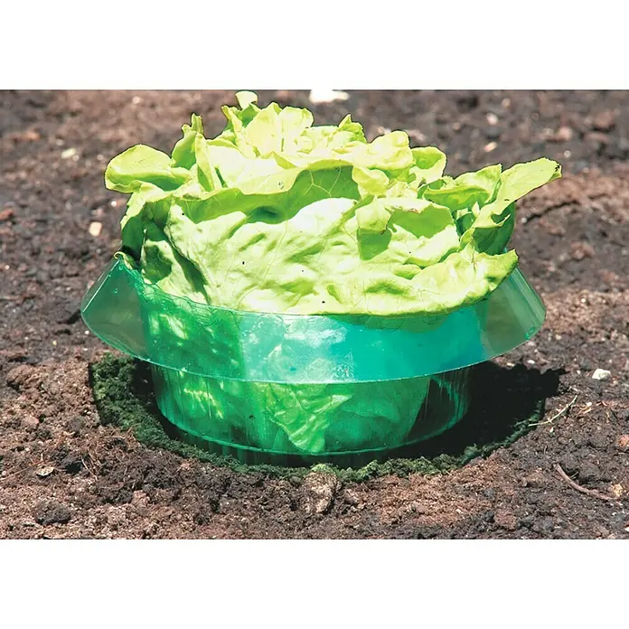 Windhager Schnecken-Stopp - 6 Stk. - Nahaufnahme eines Salatkopfs in einem grünen Pflanzgefäß im Garten, der vor Schädlingen schützt und das Wachstum fördert.
