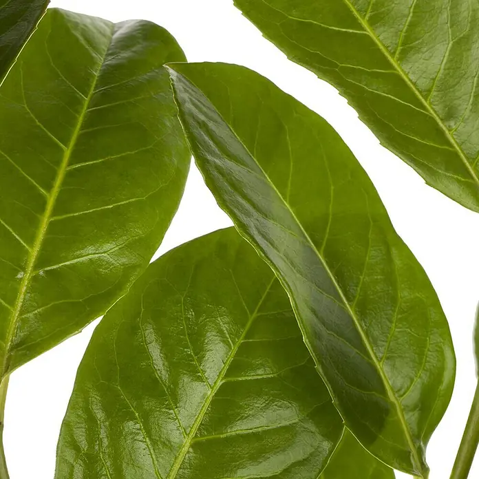 Piardino KirschlorbeerPrunus laurocerasus, Topfvolumen: 5 l, Aktuelle Wuchshöhe: 60 cm - 80 cm - Nahaufnahme von glänzenden, grünen Blättern, die die Frische und Vitalität der Pflanze hervorheben. Ideal für Natur- und Pflanzenliebhaber.