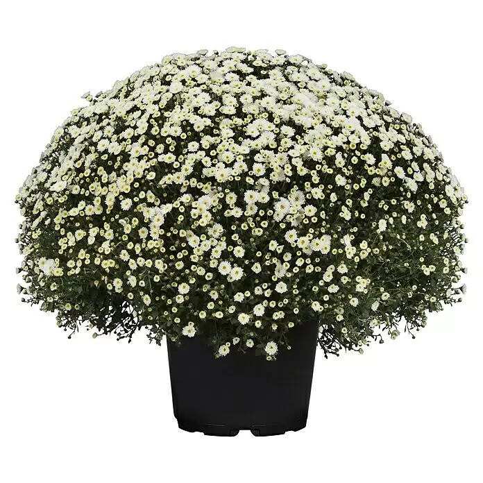 Piardino Herbst-Chrysantheme - Chrysanthemum indicum Hybride, Topfgröße: 33 cm, Blütenfarbe: Sortenabhängig - Schwarzer Topf mit dichten weißen Blüten gefüllt.