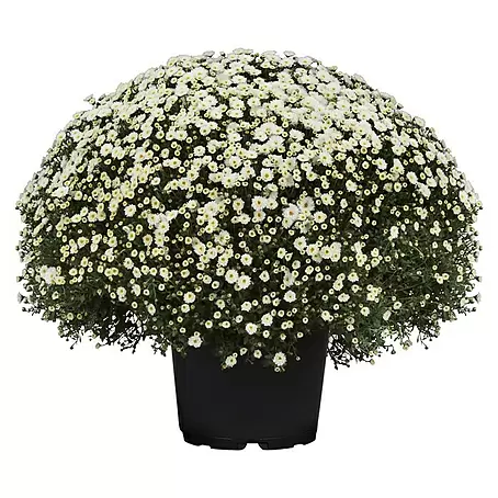 Piardino  Herbst-Chrysantheme