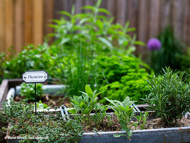 Pflanzen im Klimagarten