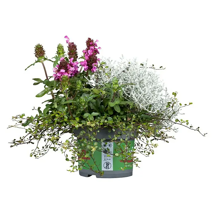 Piardino Stauden-Mix Triolino HerbstTopfgröße: 13 cm, Blütenfarbe: Sortenabhängig - Ein üppiger Topf mit blühenden Pflanzen in Rosa, Weiß und Grün, der eine natürliche Schönheit und Frische ausstrahlt.