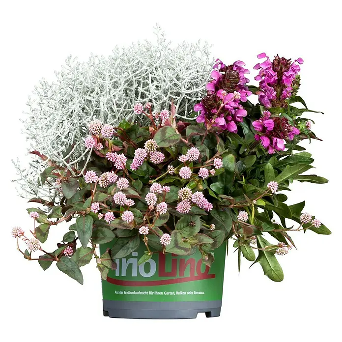 Piardino Stauden-Mix Triolino HerbstTopfgröße: 13 cm, Blütenfarbe: Sortenabhängig - Bepflanzter Topf mit Silberblatt, Knöterich und Sommerazalee für Garten, Balkon oder Terrasse.