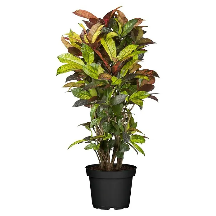 Piardino Kroton XXL - Codiaeum variegatum, Topfgröße: 27 cm - Zimmerpflanze: Ein dekorativer Kroton in einem schwarzen Topf mit bunten Blättern, die eine warme und exotische Atmosphäre schaffen.