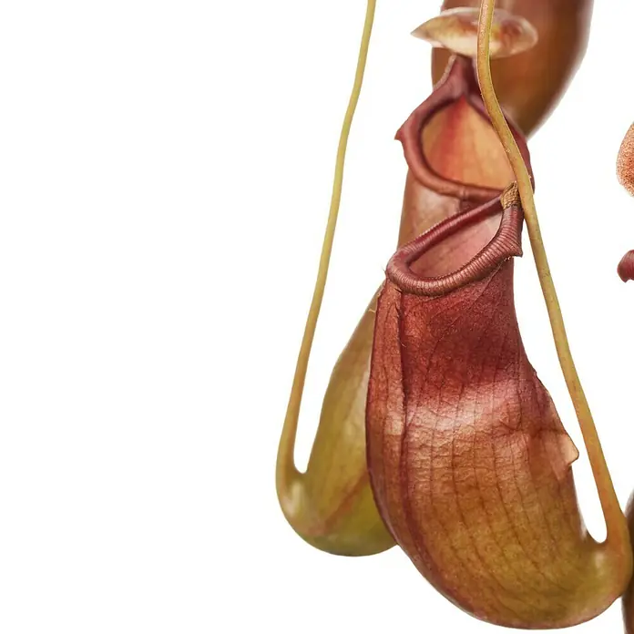 Piardino Kannenpflanze - Nepenthes alata, Topfgröße: 14 cm - Nahaufnahme von Kannenpflanzen. Die Fallen sind rot und gelb. Sie hängen an Ranken und locken Insekten in ihren tödlichen Schlund.