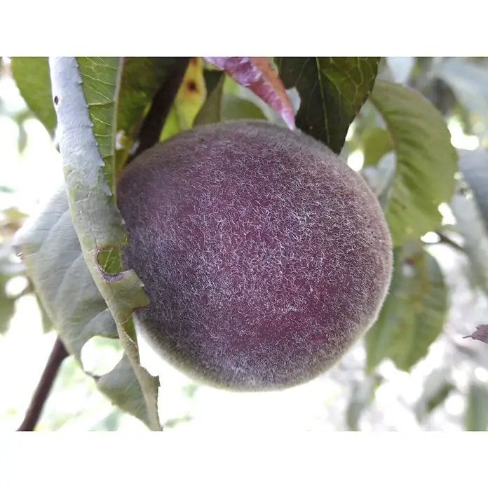 Pfirsich Rubira - Prunus persica, Erntezeit: August - Nahaufnahme einer reifen, pelzigen, dunklen Pfirsichfrucht, die an einem Baum mit grünen Blättern hängt.