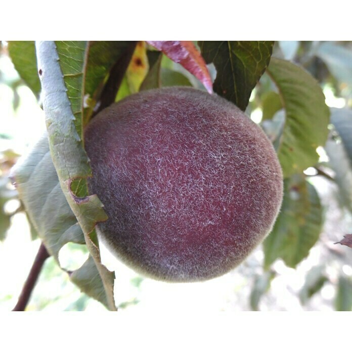 Pfirsich Rubira (Prunus persica, Erntezeit: August - September, Topfgröße: 10 l)