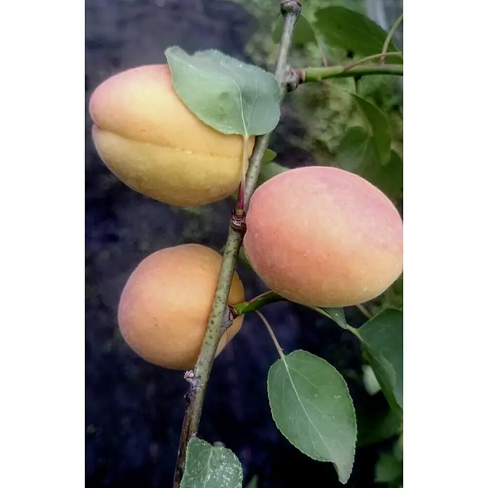 Aprikose Goldrich - Prunus armeniaca, Erntezeit: Juli - Nahaufnahme von reifen Aprikosen am Ast, die ihre gelb-orange Farbe und saftige Textur zeigen. Ideal für gesunde Snacks und Desserts.