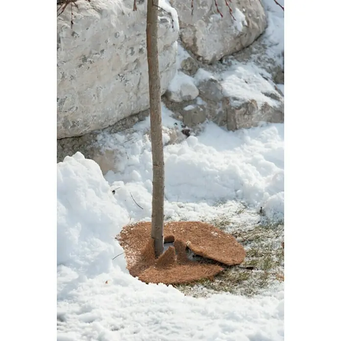 Windhager Kokosmulchscheibe Cocodisc - Durchmesser: 37 cm, Natur - Baumschutzmatte aus Kokosfaser um einen Baumstamm im Schnee. Schützt den Baum und speichert Feuchtigkeit.