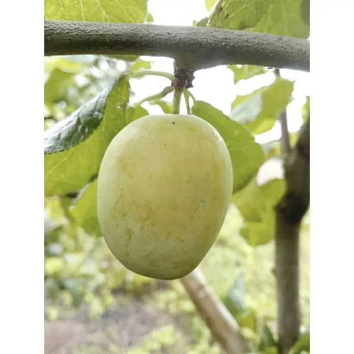 Pflaumenbaum Galactica - Prunus domestica, Erntezeit: September - Nahaufnahme einer grünen Pflaume am Baum. Die Frucht ist saftig und hängt an einem Ast mit grünen Blättern.