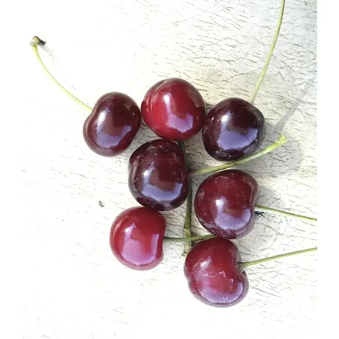 Säulen-Sauerkirschbaum AnnabellPrunus avium, Erntezeit: Juli - Eine Nahaufnahme von sieben saftigen, dunkelroten Kirschen mit grünen Stielen auf einer hellen Oberfläche.