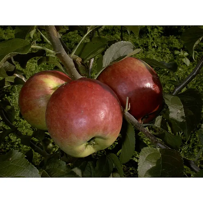 Apfelbaum Reglindis - Malus domestica Riglindis, Erntezeit: September - Drei reife Äpfel hängen an einem Ast, umgeben von grünen Blättern. Die Äpfel sind rot und gelb gefärbt und glänzen.