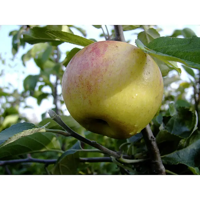 Apfelbaum Dülmener Rosenapfel - Malus domestica Dülmener Rosenapfel, Erntezeit: September - Gelber Apfel am Baum. Der Apfel ist reif und hat einen Hauch von Rot. Er hängt an einem Ast inmitten grüner Blätter.