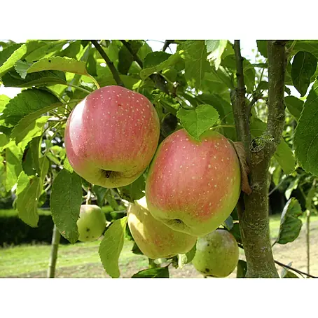 Apfelbaum Finkenwerder Prinz