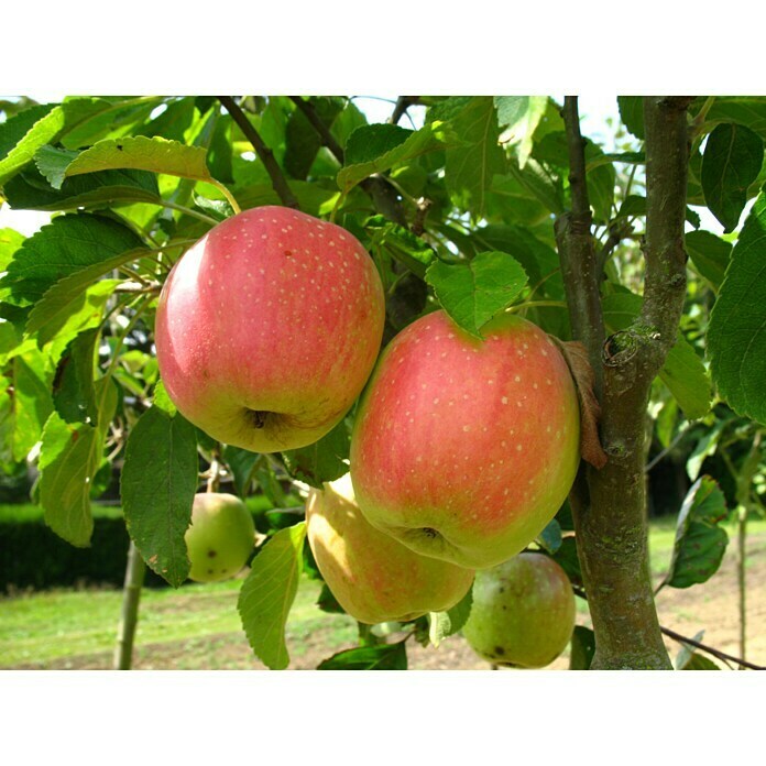 Apfelbaum Finkenwerder PrinzMalus domestica Finkenwerder Prinz, Erntezeit: September - Oktober Unknown