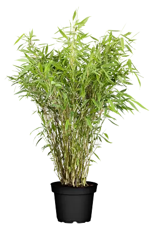 japanisches blutgras imperata cylindrica Japanisches Blutgras (Imperata cylindrica 'Red Baron') | Paket von 3m²