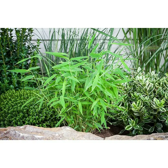 Piardino Muriel-Bambus - Fargesia murielae, Topfgre: 27 cm, Max.  Wuchshhe: 200 cm - 300 cm, Mehrjhrig online kaufen bei BAUHAUS