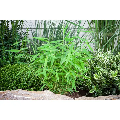 aqm cactus splash Aqua Mentha Tabak 200g - Cactus Splash main image 0