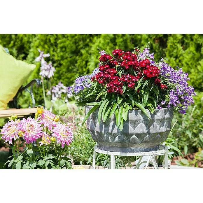 Piardino Garten-Bart-Nelke - Dianthus barbatus, Topfgröße: 19 cm - Nahaufnahme von roten und blauen Blumen, die in einem verzierten Topf auf einem weißen Sockel in einem üppigen Garten arrangiert sind.