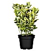 Piardino Evónimo (Euonymus japonicus 'Green Spire', Verde oscuro) | BAUHAUS