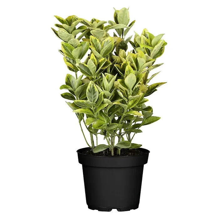 Piardino Spindelstrauch - Euonymus japonicus, Artenabhängig - Nahaufnahme einer Euonymus-Pflanze mit grün-gelben Blättern in einem schwarzen Topf. Ideal für Innenräume oder als dekoratives Element für den Garten.
