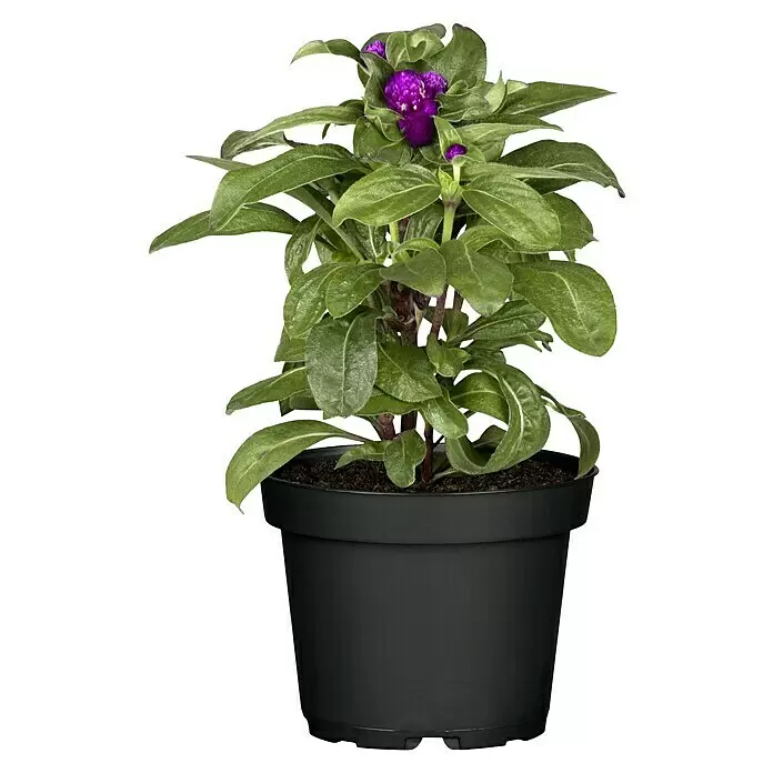 Piardino KugelamarantGomphrena globosa, Violett