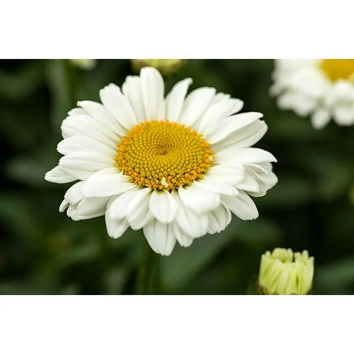 Piardino Großblumige Garten-Margerite - Leucanthemum maximum, Weiß, Gelb - Nahaufnahme einer weißen Margerite mit gelbem Zentrum vor grünem Hintergrund.