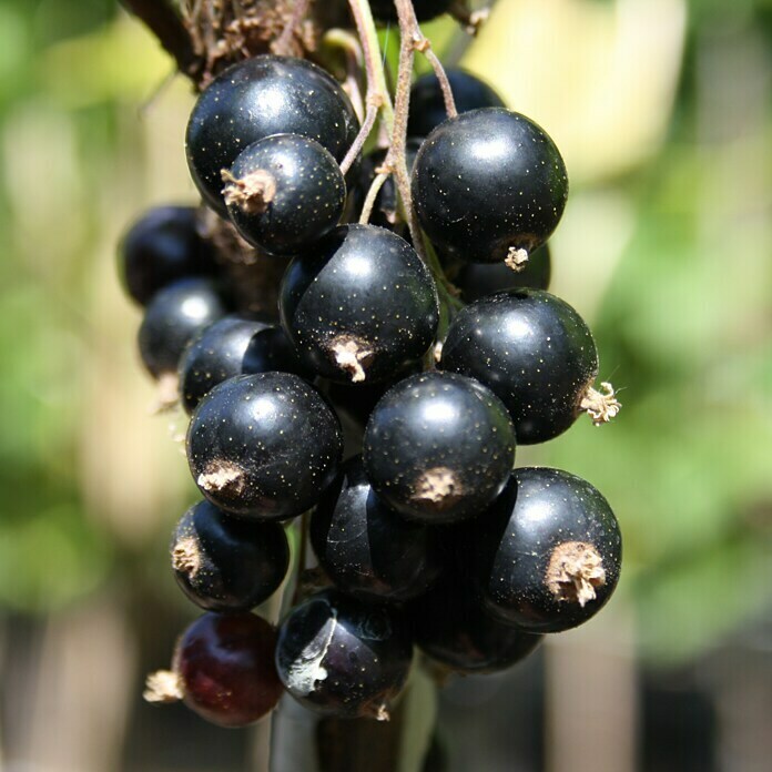 Schwarze Johannisbeere TitaniaRibes nigrum Titania, Topfvolumen: 3,5 l, Busch, Erntezeit: Juli - August Unknown