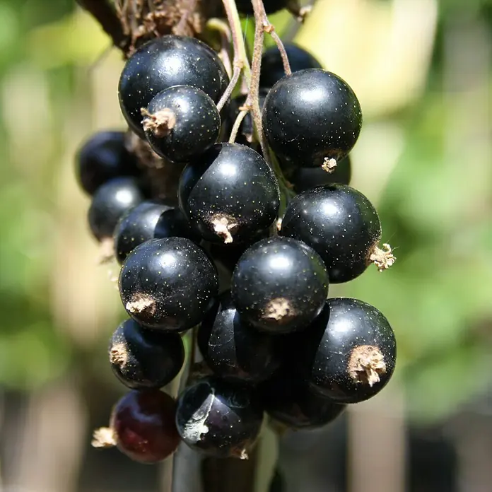 Johannisbeere Sortenmischung Titania/Jonkheer van Tets/Weißer Versailler - Ribes nigrum, Ribes rubrum, Erntezeit: Juni - Nahaufnahme von schwarzen Johannisbeeren, die an einem Strauch wachsen, mit ihrem glänzenden, tiefschwarzen Aussehen und zarten Details.