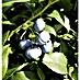 Heidelbeere Bluecrop 