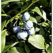 Heidelbeere Bluecrop (Vaccinium corymbosum Bluecrop, Topfgröße: 3 l, Erntezeit: Juli - August)