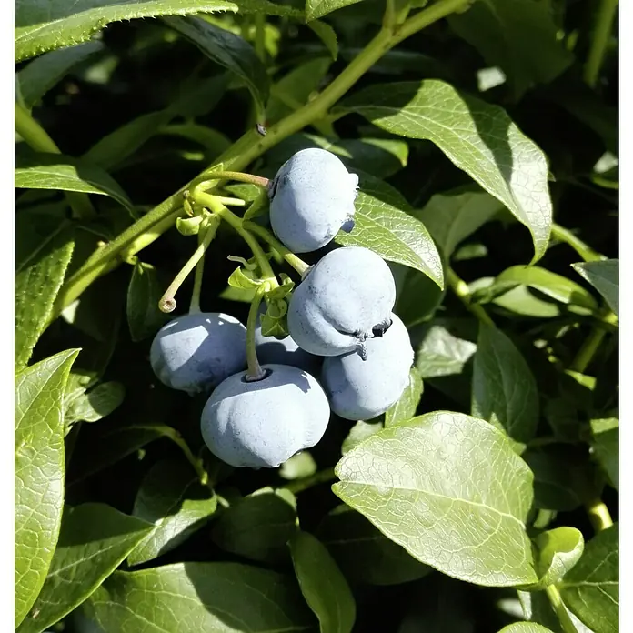 Heidelbeere Bluecrop - Vaccinium corymbosum Bluecrop, Erntezeit: Juli - Nahaufnahme von reifen, blauen Blaubeeren, die an einem Busch hängen, umgeben von grünen Blättern, die die Frische der Ernte betonen.