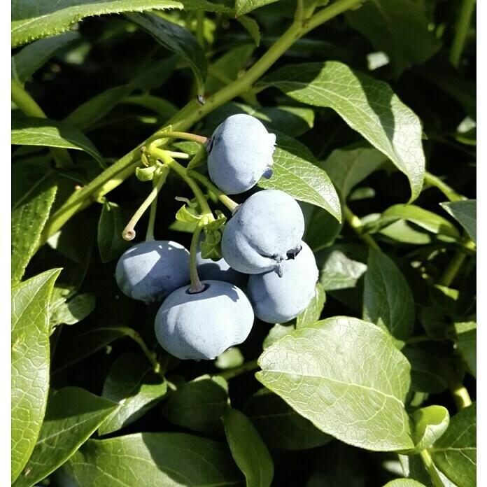 Heidelbeere BluecropVaccinium corymbosum Bluecrop, Erntezeit: Juli - August Unknown