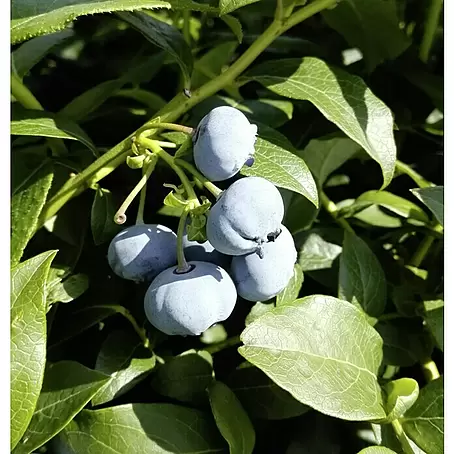 Heidelbeere Bluecrop