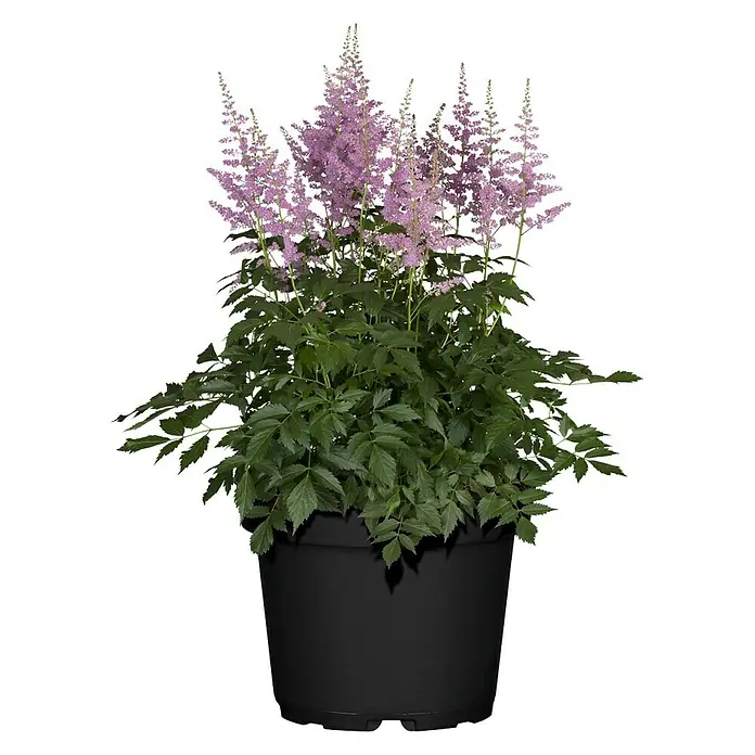 Piardino Japanische Prachtspiere - Astilbe japonica - Üppige Astilbe-Pflanze mit zarten rosa Blüten in einem schwarzen Topf, ideal für Garten und Terrasse.