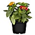Piardino Zinnia 