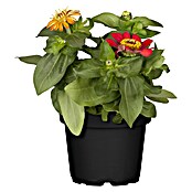 Piardino Zinnia (Zinnia profussion, Tamaño de maceta: 14 cm, En función de la variedad) | BAUHAUS