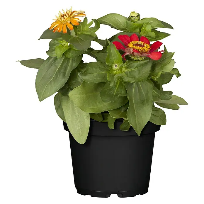 Piardino Zinnie - Zinnia profussion, Topfgröße: 13 cm, Sortenabhängig - Nahaufnahme einer Zinnie-Pflanze in einem schwarzen Topf mit orangefarbenen und roten Blüten und grünen Blättern.