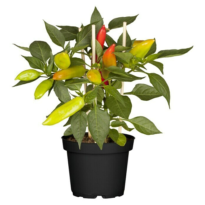 Blu Bio Chili SnackCapsicum anuum, 12 cm Front View