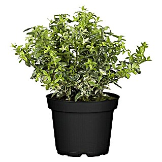 Piardino Weißbunte Kriechspindel (Euonymus fortunei, Grün)