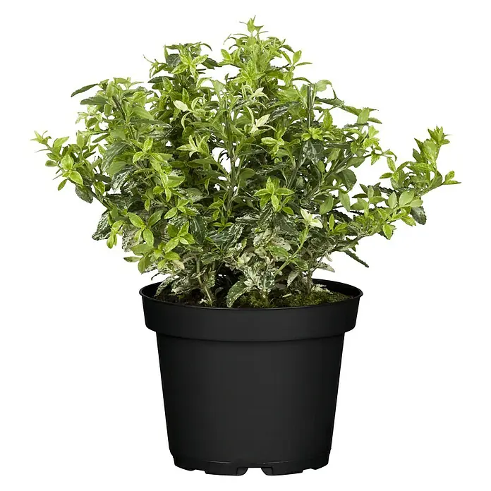 Piardino Weißbunte Kriechspindel - Euonymus fortunei, Grün - Das Bild zeigt einen Euonymus fortunei Emerald Gaiety in einem schwarzen Topf, dessen Blätter eine schöne grün-weiße Musterung aufweisen.