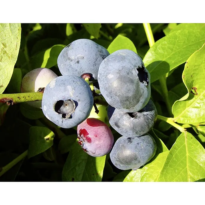 Heidelbeere Denise Blue - Vaccinium corymbosum Denise Blue, Erntezeit: August - Nahaufnahme einer Gruppe reifer Blaubeeren auf einem Strauch, die ihre frische, bläuliche Farbe inmitten grüner Blätter zeigt.