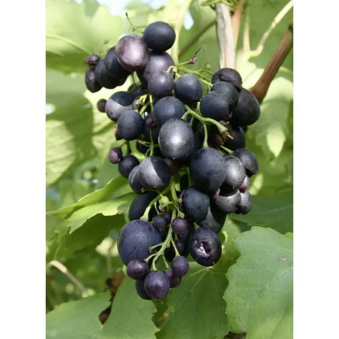 Weinrebe Kodrianka - Vitis vinifera Kodrianka, Erntezeit: September - Nahaufnahme einer reifen, dunkelblauen Traube am Rebstock, umgeben von grünen Blättern.