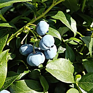 Heidelbeere Sortenmischung Bluecrop / Goldtraube (Vaccinium corymbosum, Erntezeit: Juli)